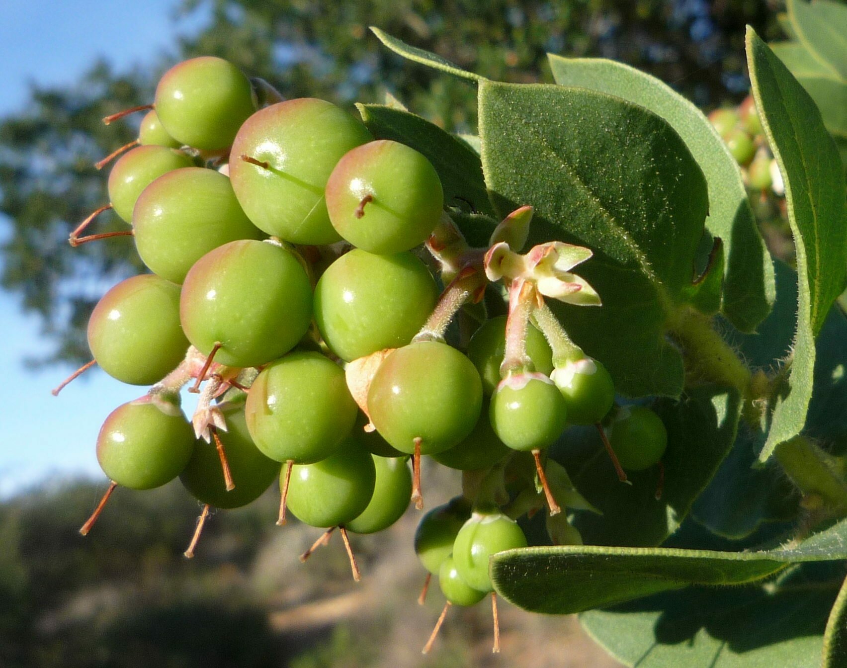High Resolution Arctostaphylos refugioensis Fruit